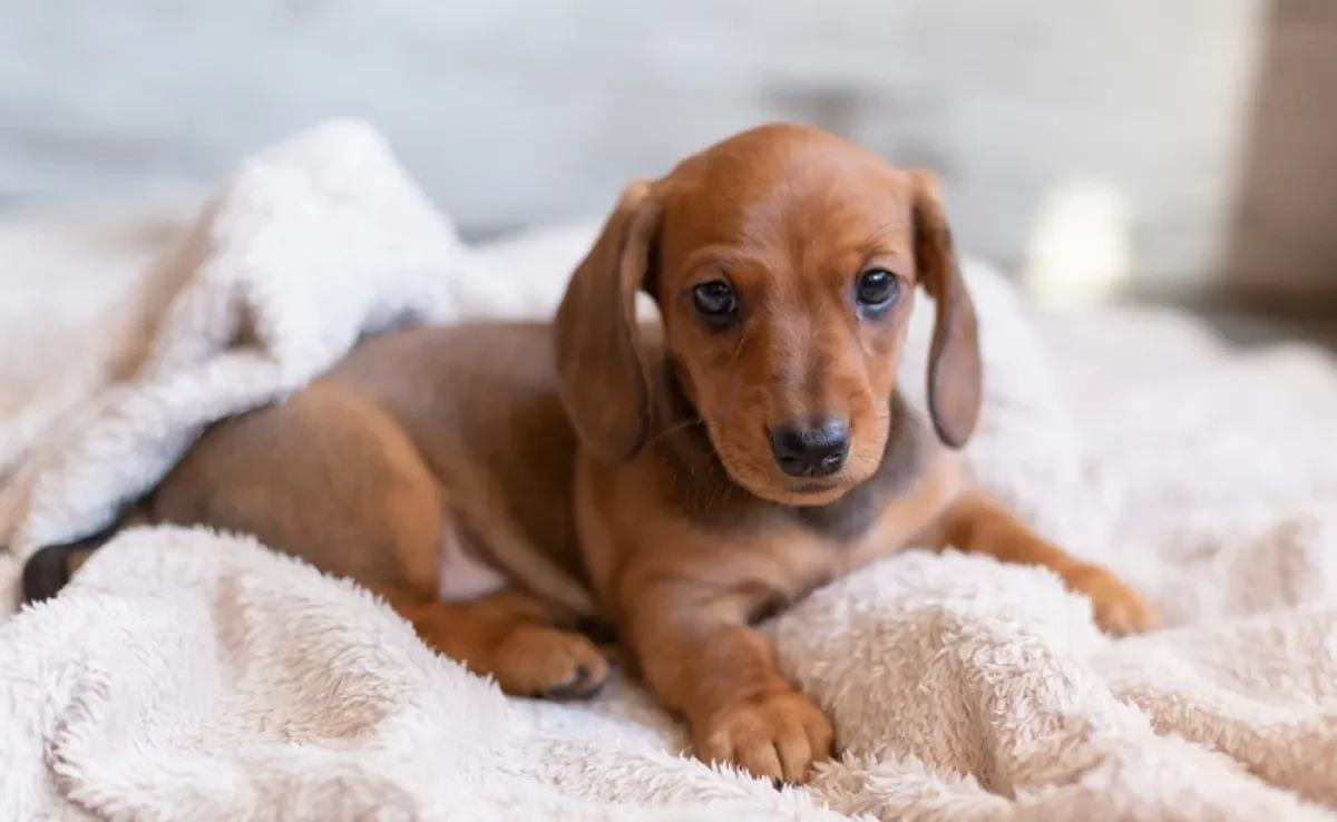 O preço de um Dachshund filhote pode variar de acordo com as características do pet