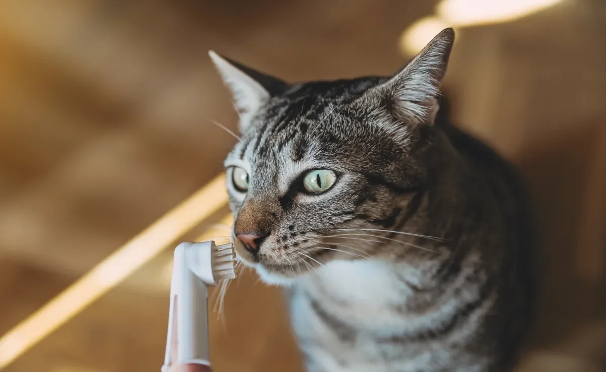 O dente de gato filhote também precisa ser escovado