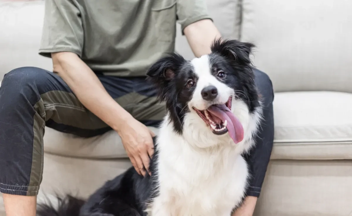 No Dia do Cachorro, conheça quais raças são as preferidas dos brasileiros