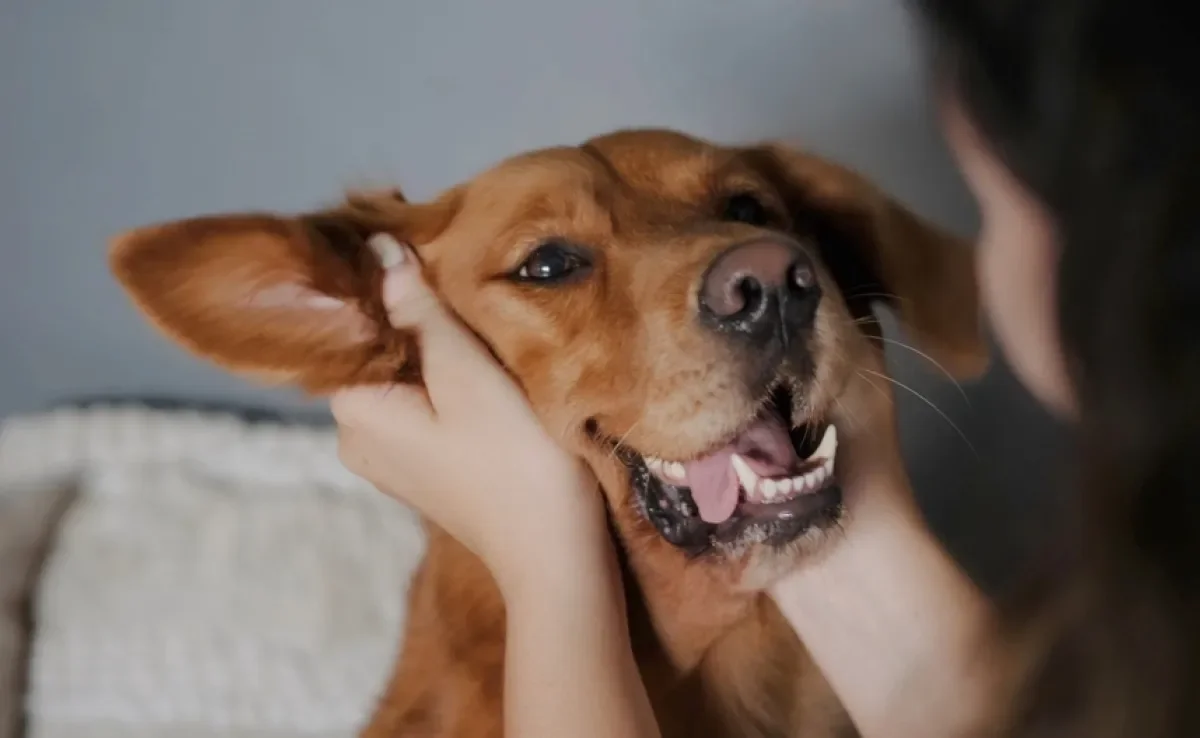 O Dia Mundial do Cachorro celebra a existência do melhor amigo do homem