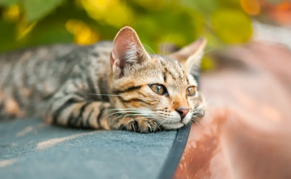 Algumas doenças de gato podem diminuir consideravelmente a expectativa de vida