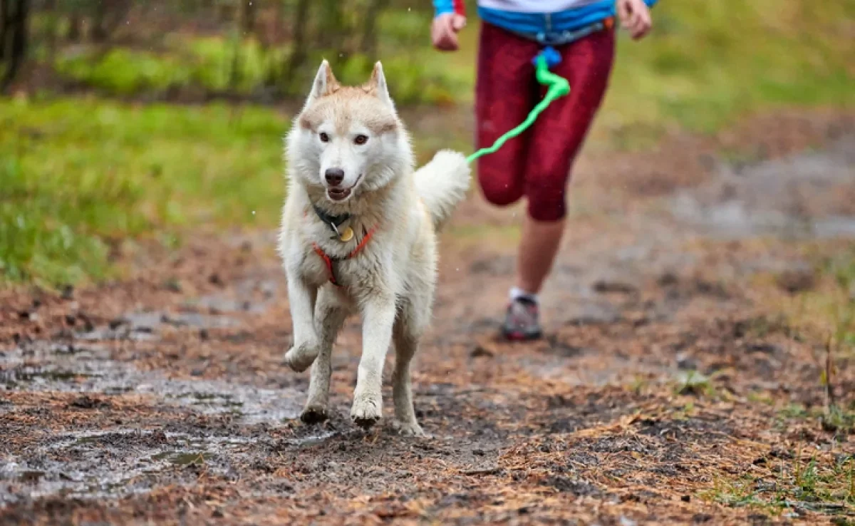 Essas raças de cachorro são ideais para você que quer companhia para uma rotina de esportes