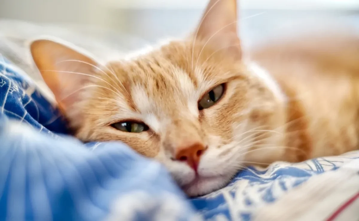 A FeLV felina é uma doença que pode deixar a saúde do animal bastante debilitada