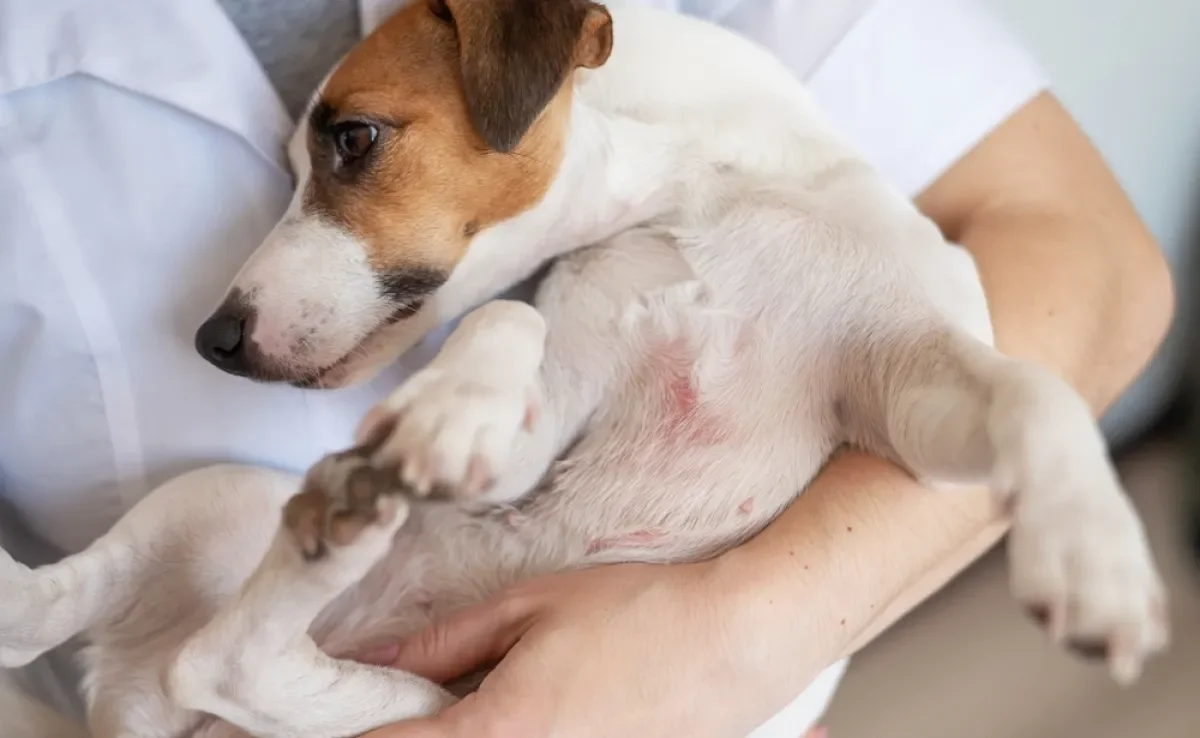 As feridas em cachorro precisam ser avaliadas por um profissional