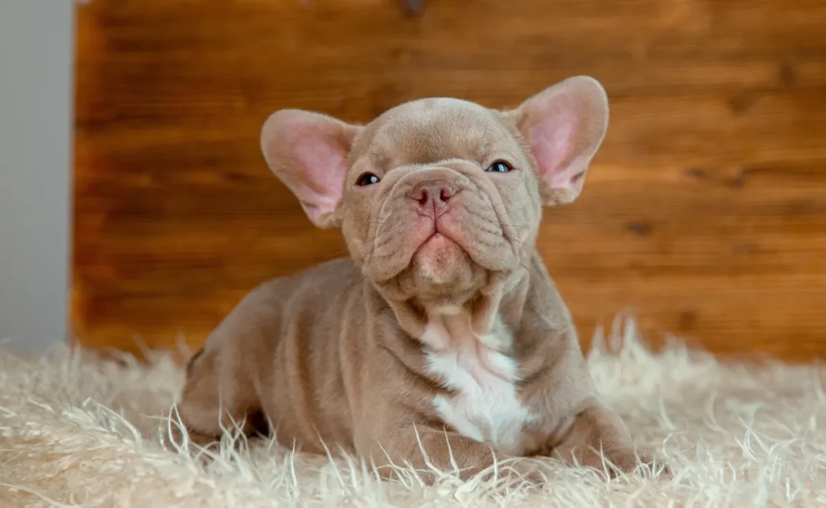 Saiba o que esperar de um cachorro filhote nos primeiros 30 dias após adoção 