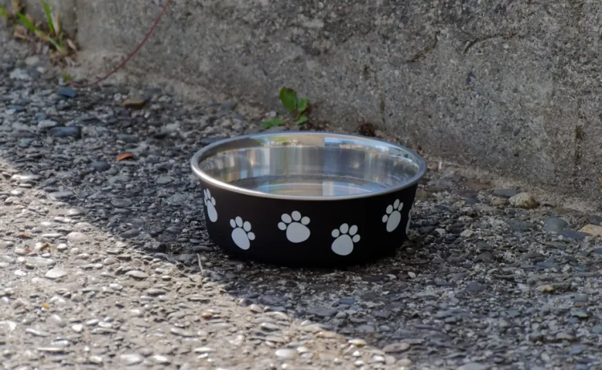 As fontes de água na rua podem ser um risco para o cachorro com sede e calor