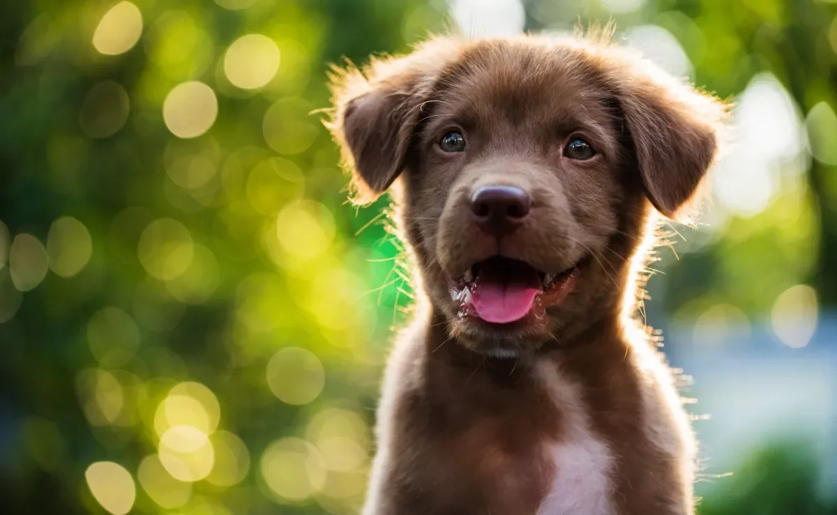 Confira 100 fotos de filhotes cachorros e se apaixone