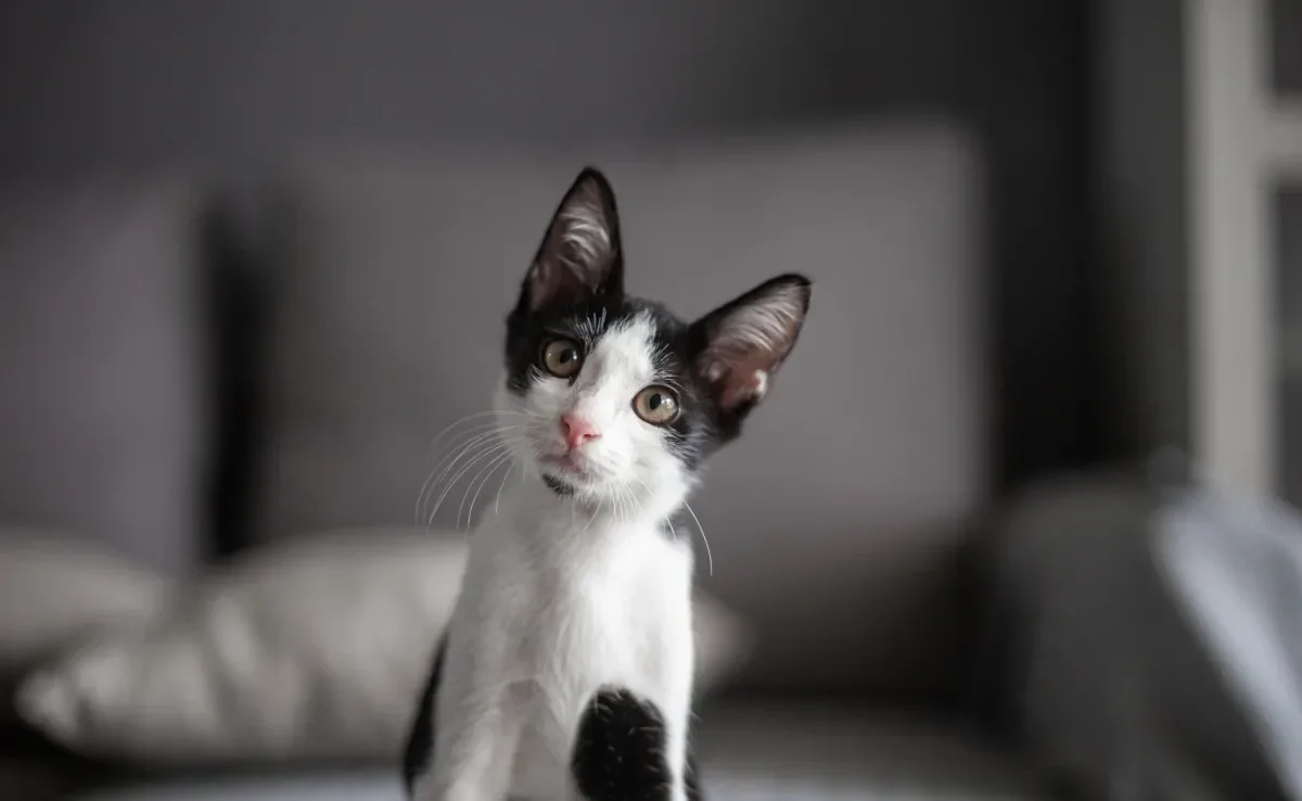 É possível perceber um gato feliz pelas atitudes dele