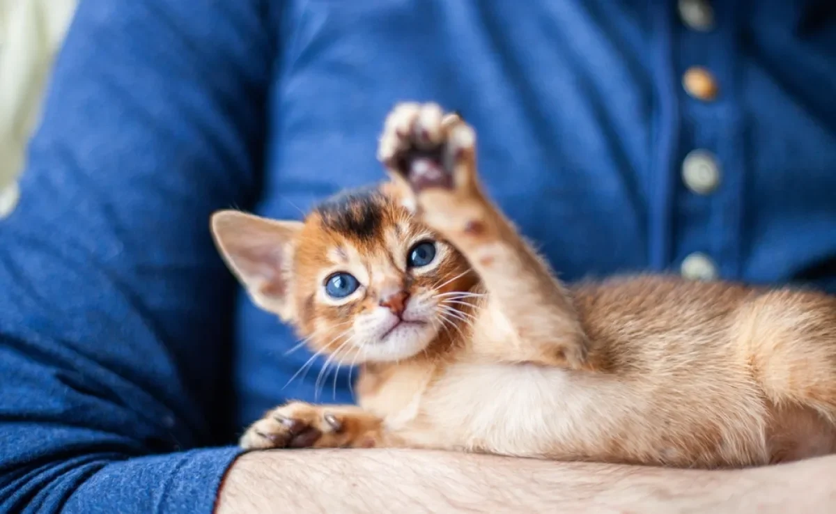 O gato filhote enfrenta uma série de mudanças nos primeiros seis meses de vida