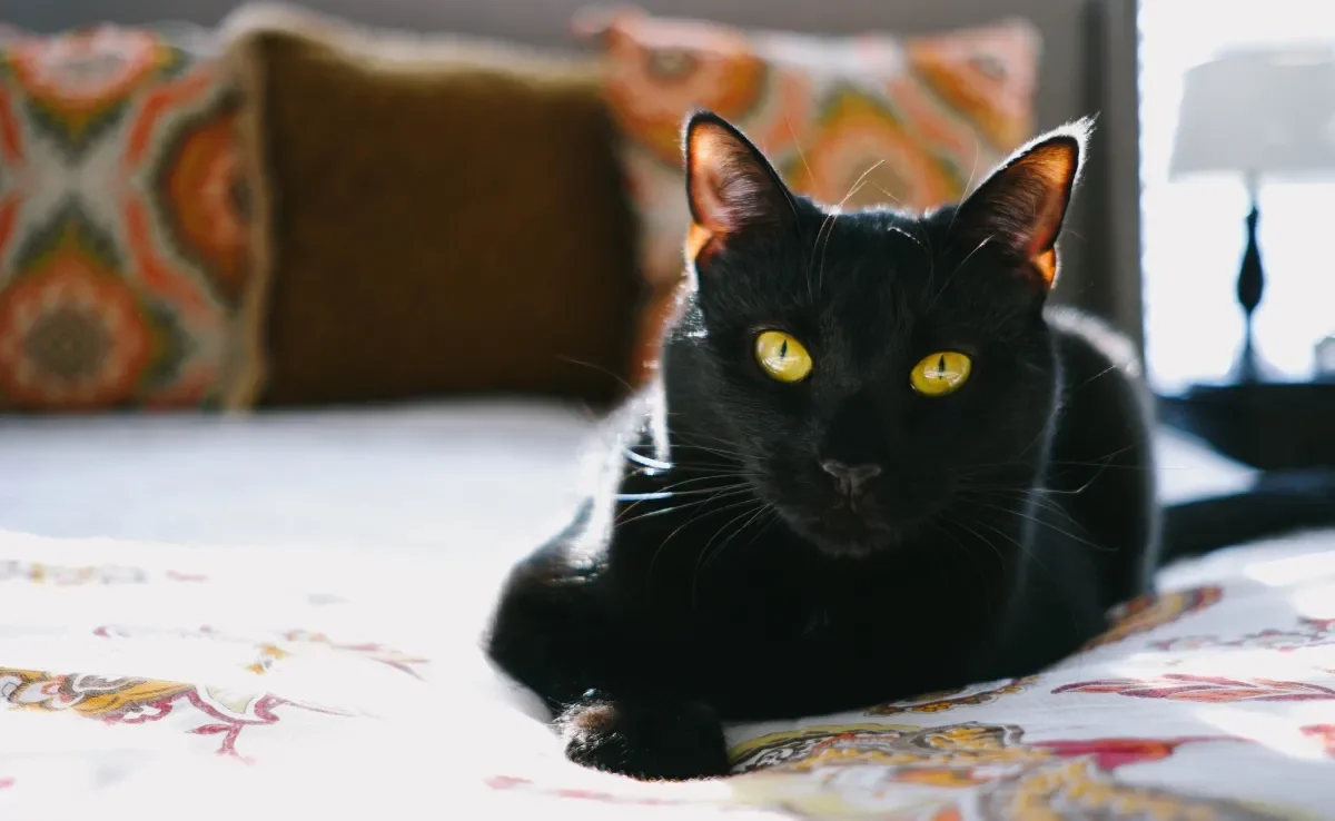 Sonhar com gato preto possui diferentes significados 