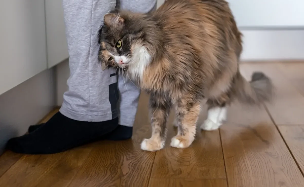 O gato se esfregando nos humanos nem sempre está demonstrando carinho