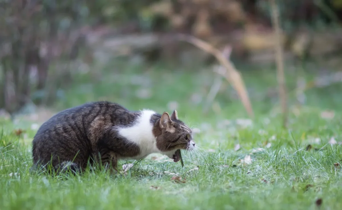 O gato vomitando sangue deixa qualquer um desesperado