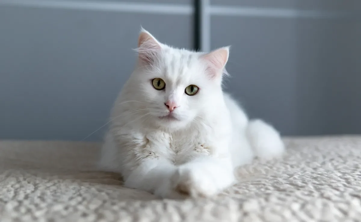 O gato Angorá tem várias qualidades únicas