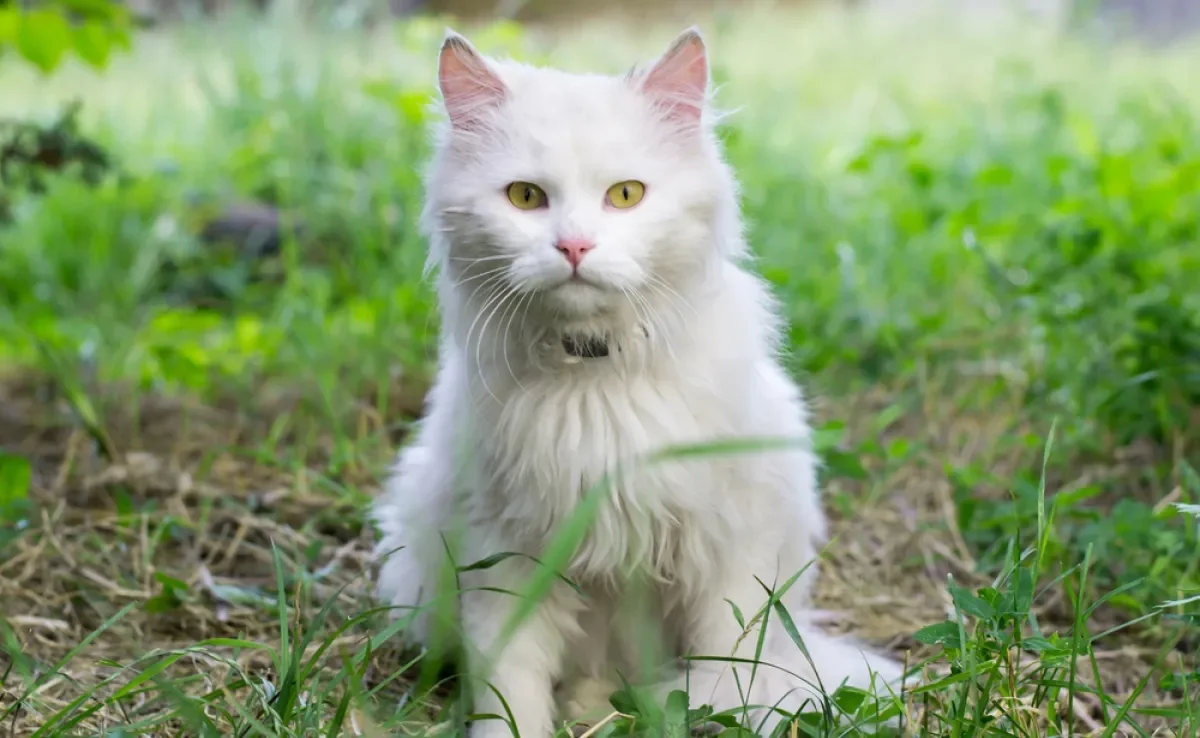 O gato fedorento pode estar com problemas de saúde