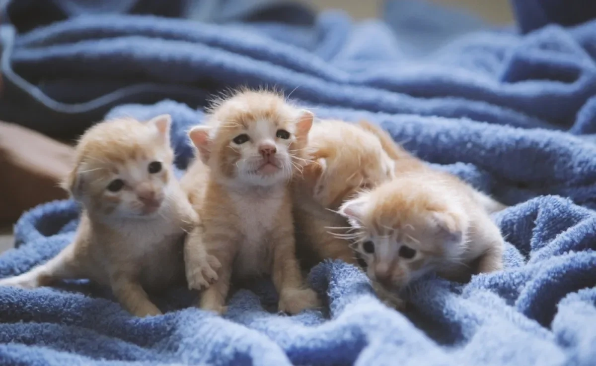 O gato filhote precisa de alguns cuidados indispensáveis nessa fase