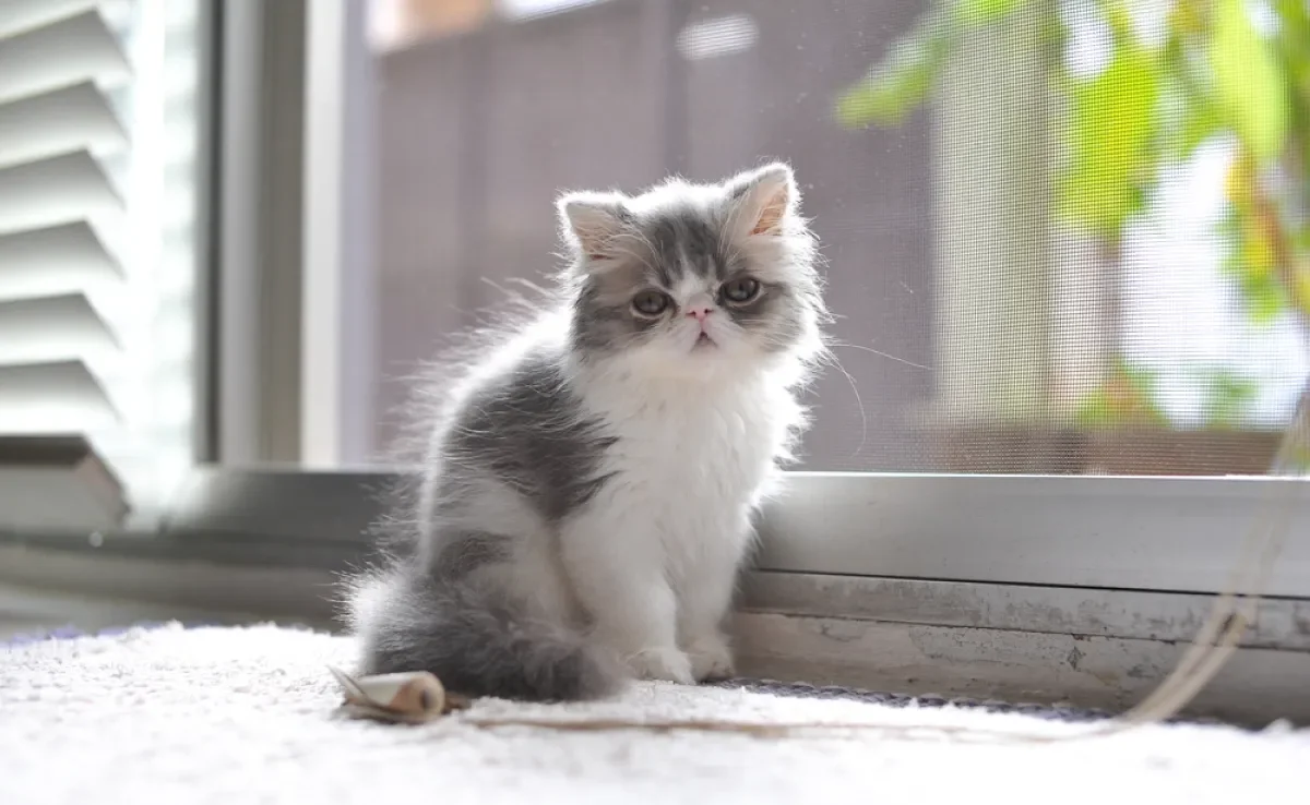 O preço do gato Persa filhote vai depender de uma série de fatores