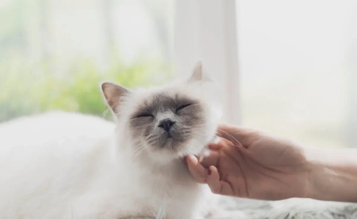 O gato ronronando é muito comum quando ele recebe carinho