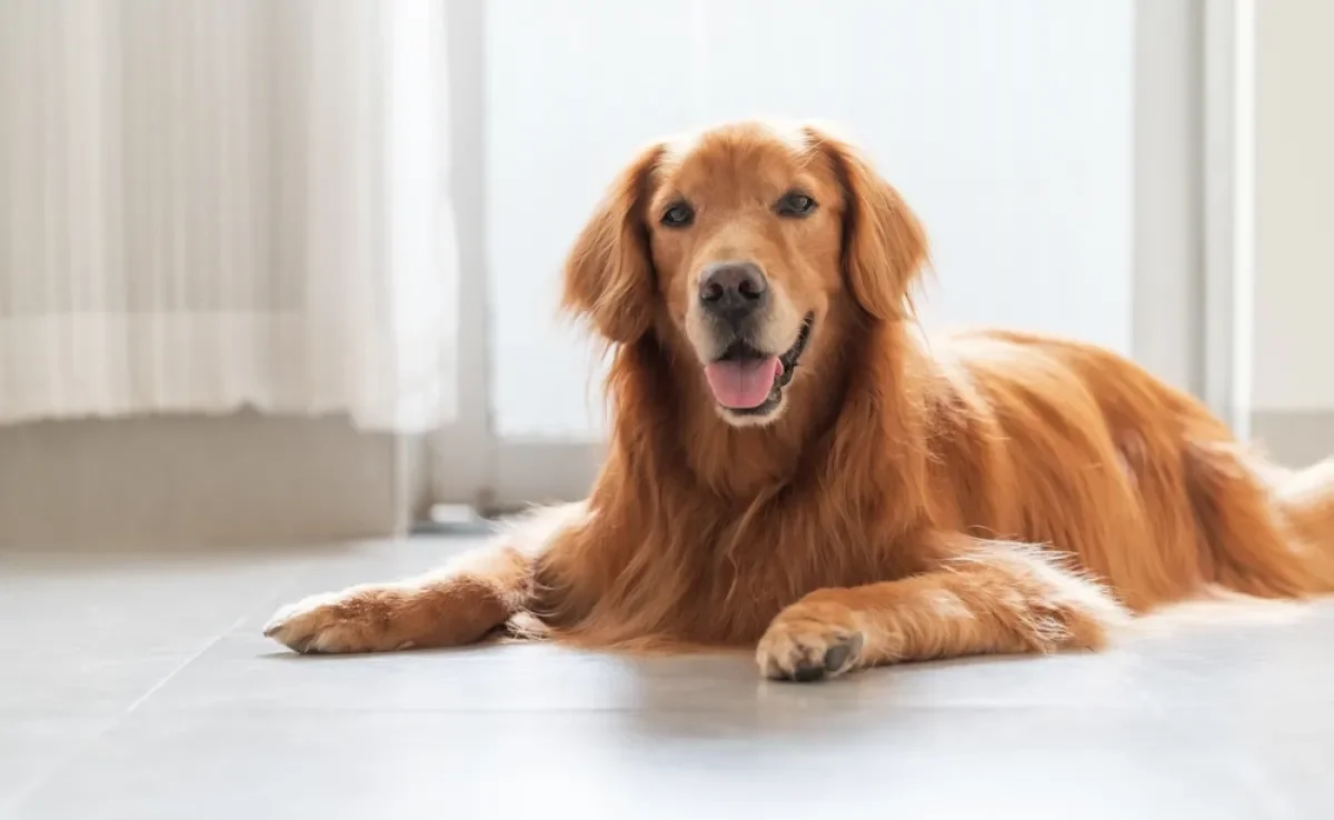 O Golden Retriever é um cachorro companheiro e com muitas outras qualidades