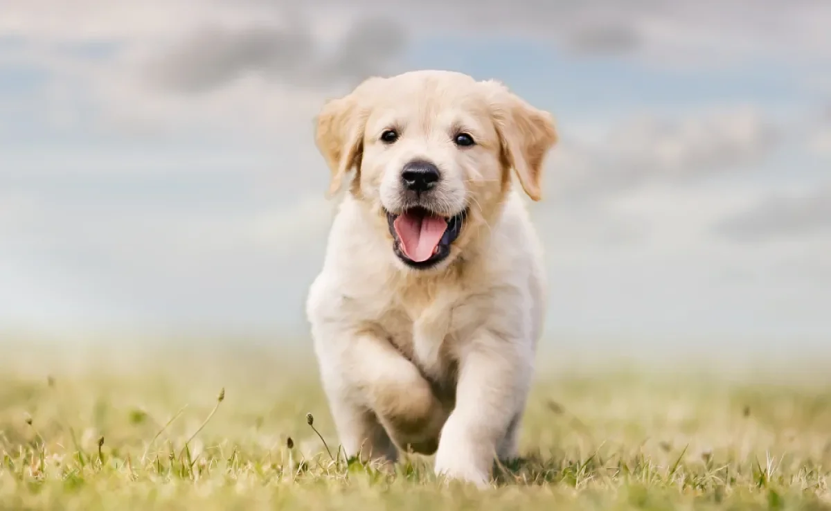 Para ter um Golden Retriever filhote, preço pode ser bem variado