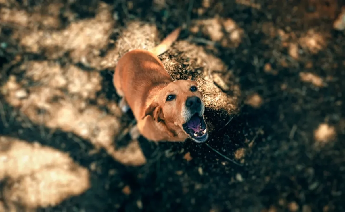 O latido de cachorro pode expressar diferentes sentimentos e necessidades do animal