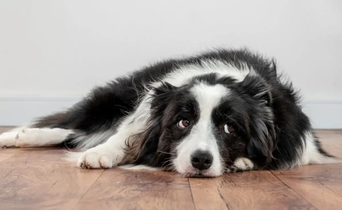 A leishmaniose canina é uma doença grave e que pode afetar bastante a imunidade do cachorro