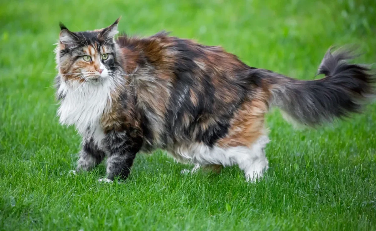 Confira 10 características surpreendentes do Maine Coon