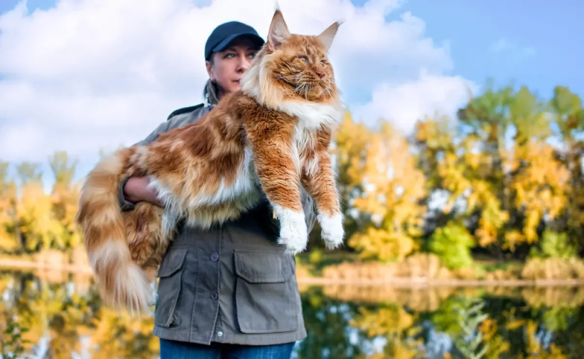 O maior gato do mundo pode te surpreender com o tamanho dele