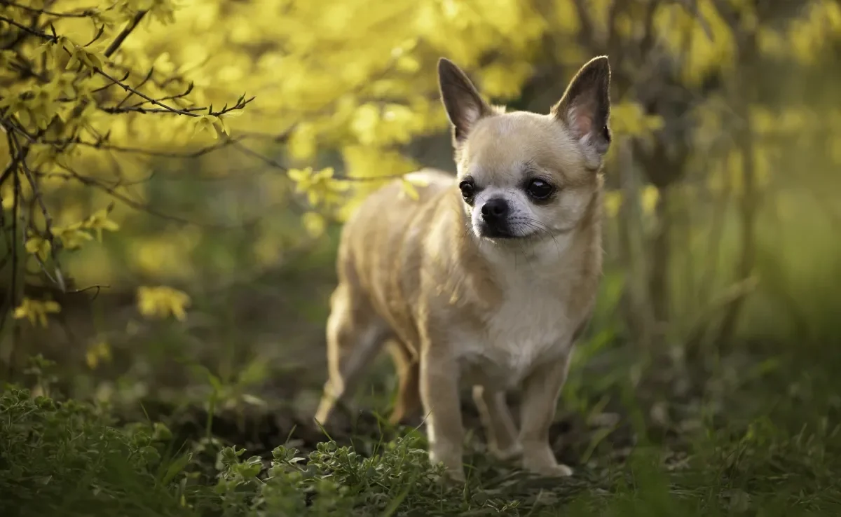 O menor cachorro do mundo é cheio de personalidade