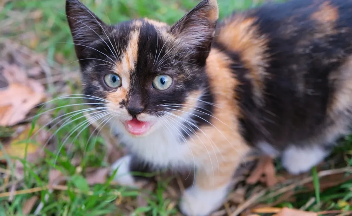 O miado de gato pode ter diferentes motivações, e cabe ao tutor saber interpretar isso