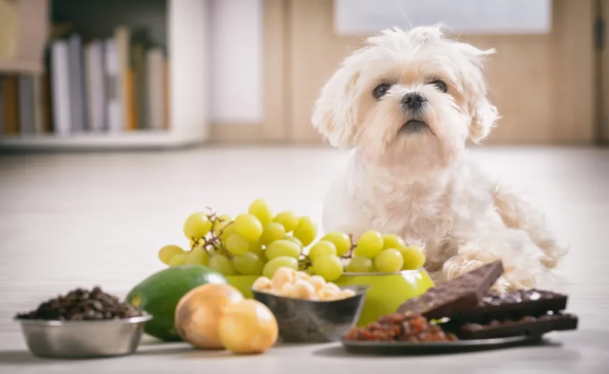 Saber o que cachorro não pode comer pode salvá-lo de intoxicações e outros problemas mais graves