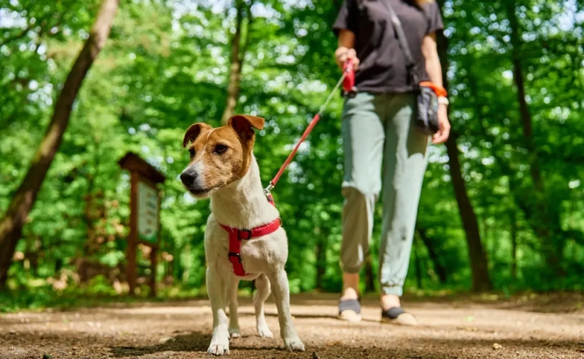 O ato de passear com cachorro é muito benéfico para a saúde e bem-estar dos cães