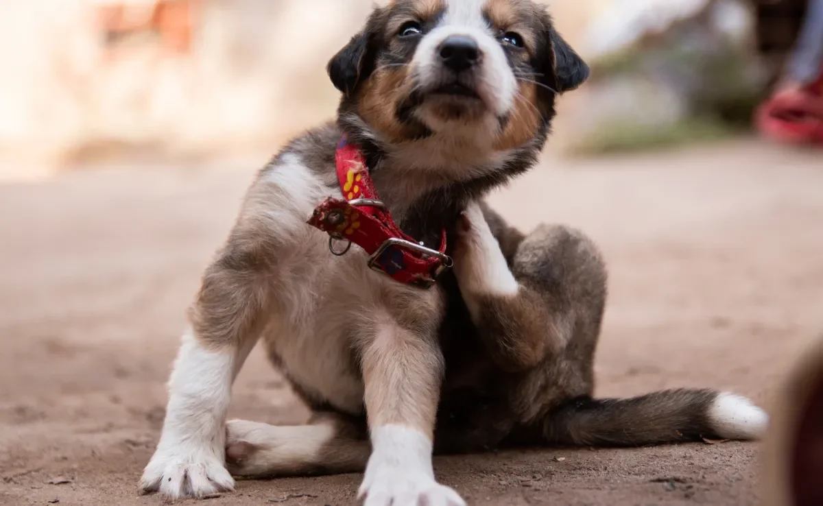 A pulga de cachorro provoca coceira e incômodo no pet