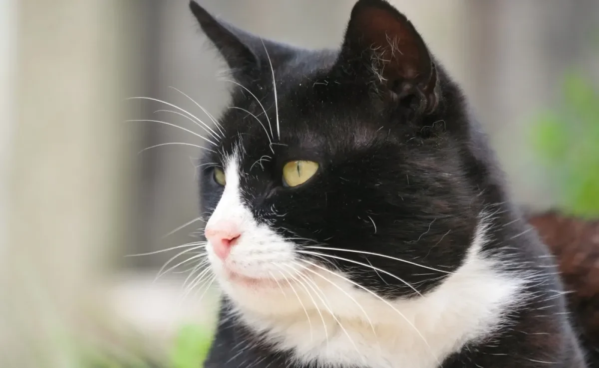 A queda de pelos em gatos pode ser calvície?