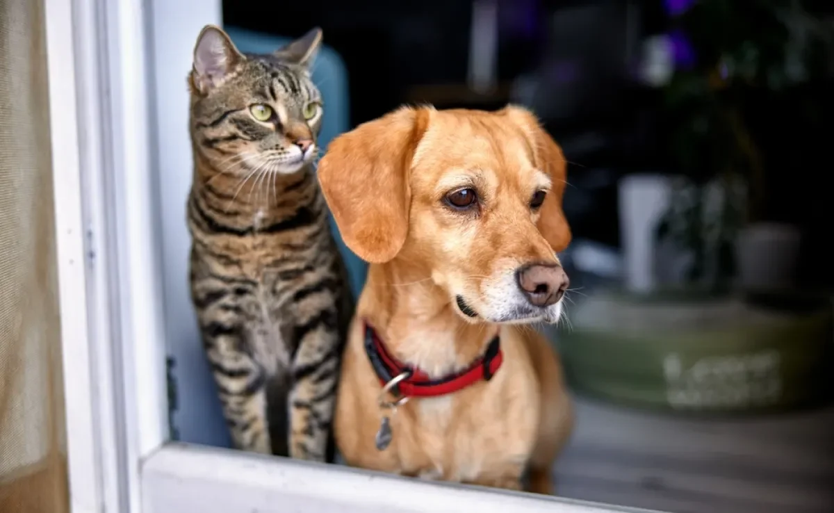 A saúde do cachorro e do gato podem ser impactadas pela fumaça das queimadas