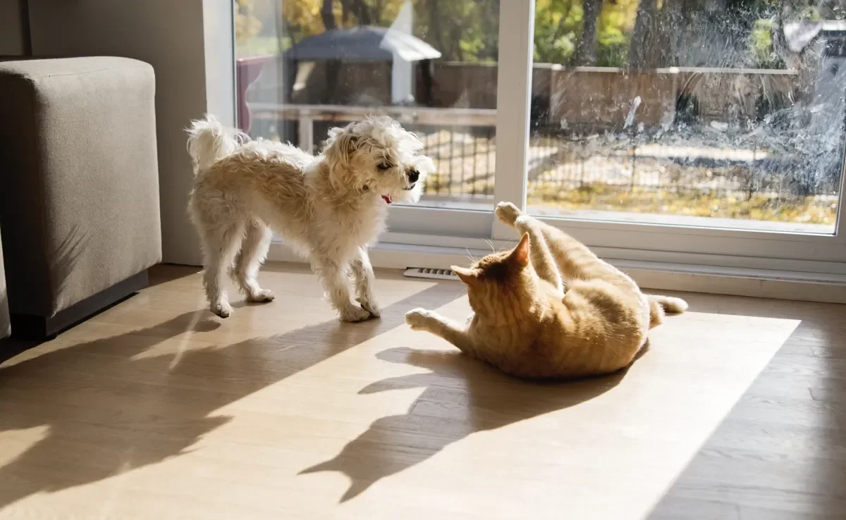 Ciência responde quem é mais inteligente: gato ou cachorro 