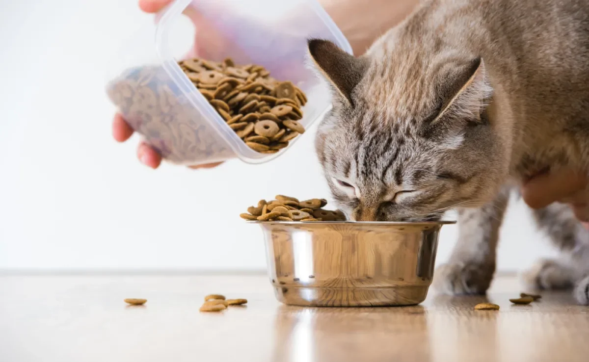 A ração de gato antiga deve ser gradualmente substituída pela nova