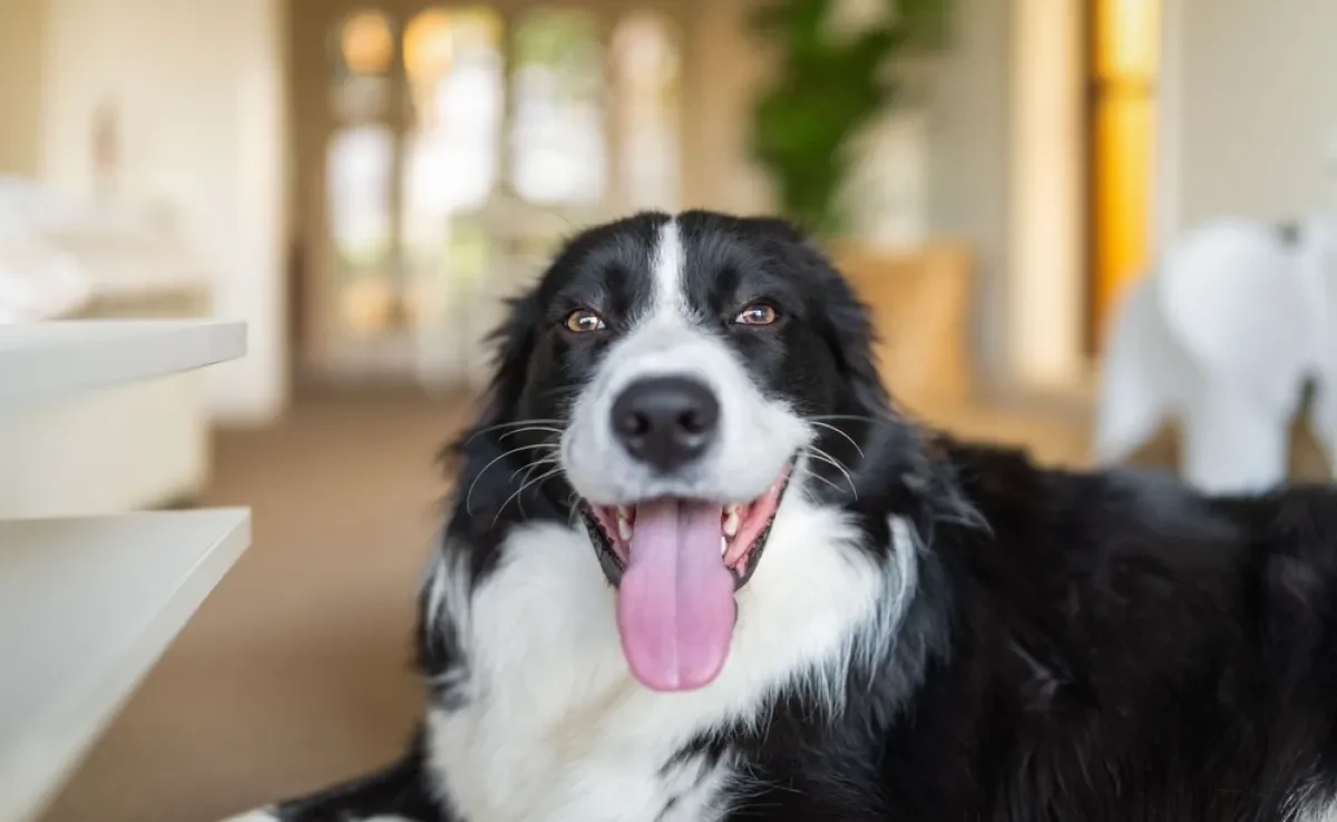 Algumas raças de cachorro não são indicadas para tutores inexperientes