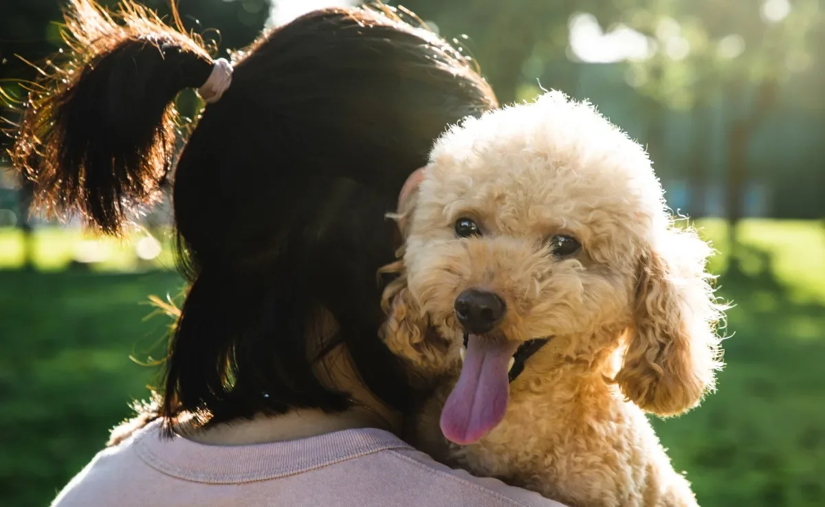 Confira quais são as raças de cachorro mais tranquilas para pais de pets atarefados 