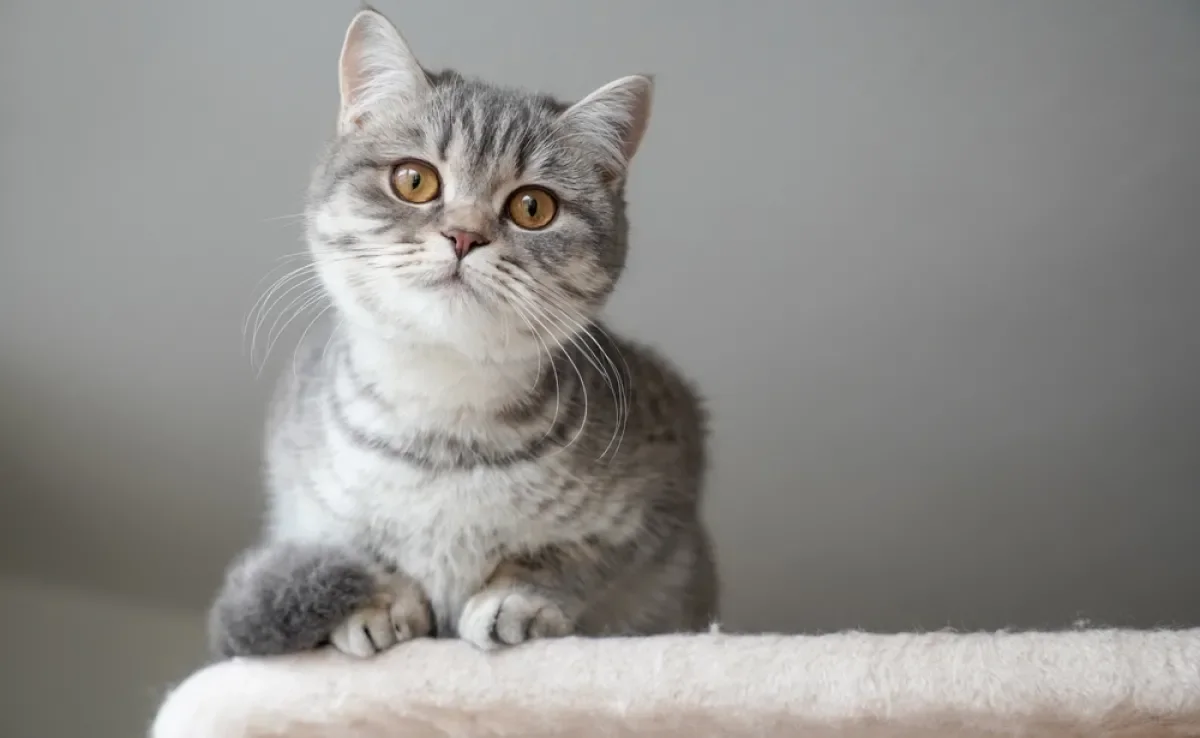  Conheça as raças de gato que apresentam uma boa saúde 