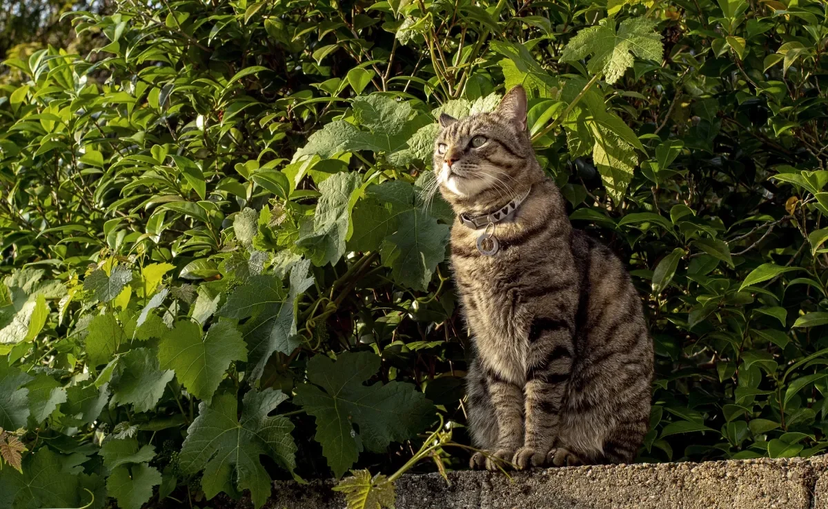 Confira quais são as raças de gato mais populares no Brasil