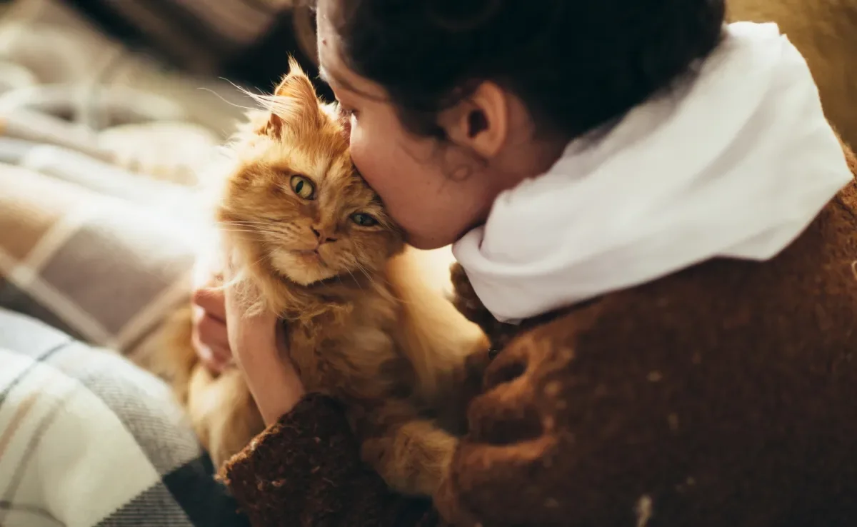 Conheça as melhores raças de gato para tutores sem tempo