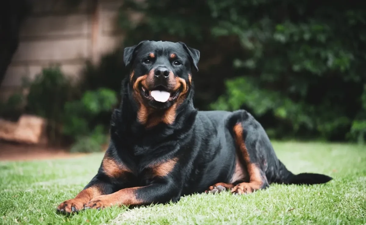 A sua raça de cachorro grande preferida pode estar na lista