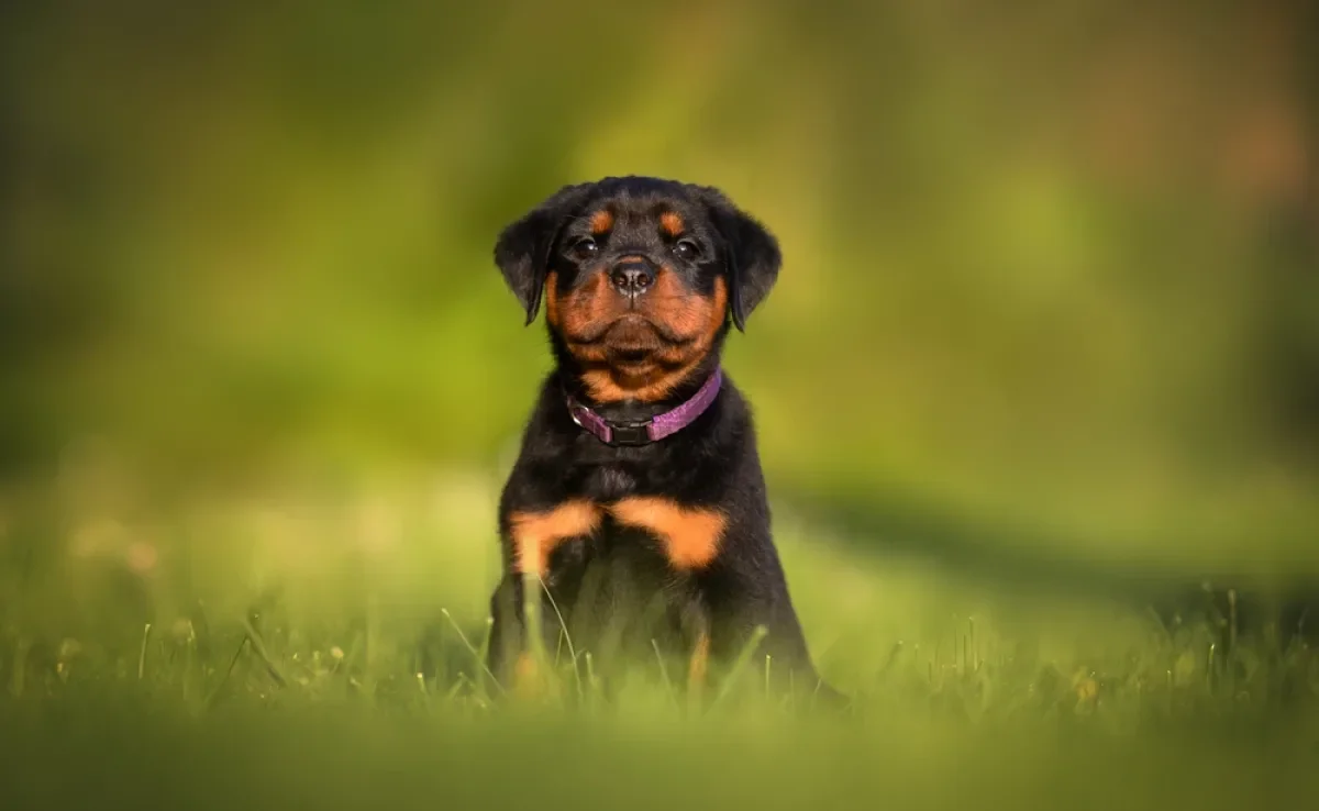 O preço de Rottweiler filhote pode variar por causa de vários fatores