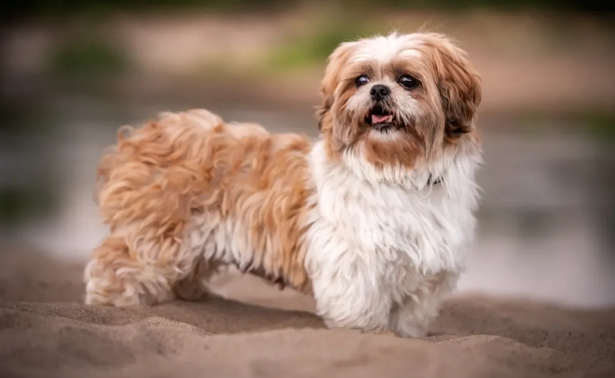 O Shih Tzu tosado vai muito além de estética, muitas vezes é uma questão de saúde