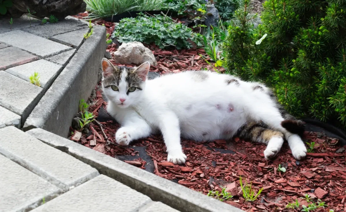 Há alguns sintomas de gravidez em gatos que passam despercebidos; outros não