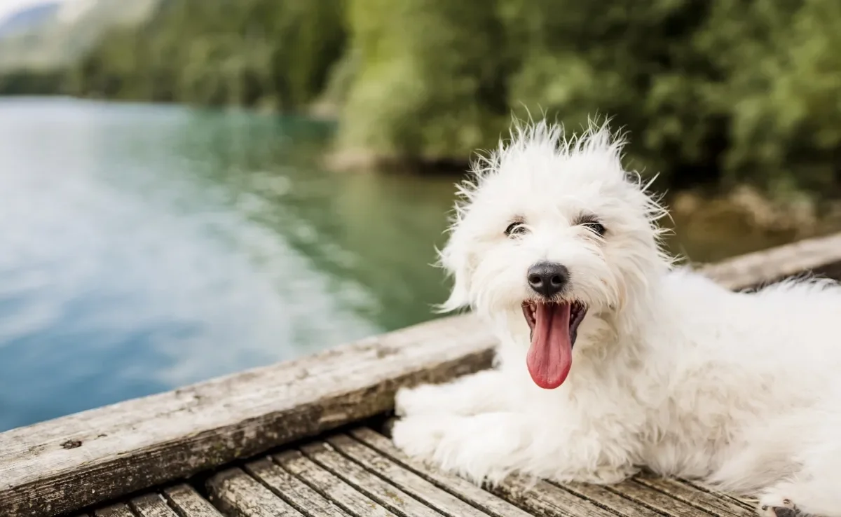 Confira quais são os significados de sonhar com cachorro branco