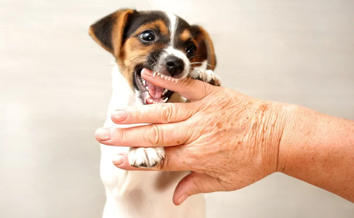 Veja os significados por trás de sonhar com cachorro mordendo