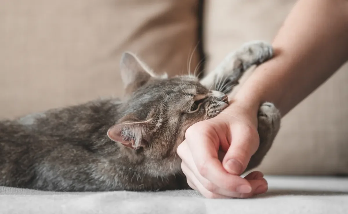 Veja qual o significado de sonhar com gato atacando