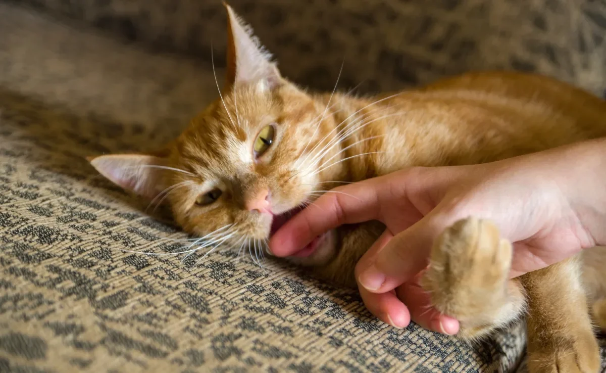 Sonhar com gato mordendo tem mais de um significado, como traição, pensamentos reprimidos e culpa