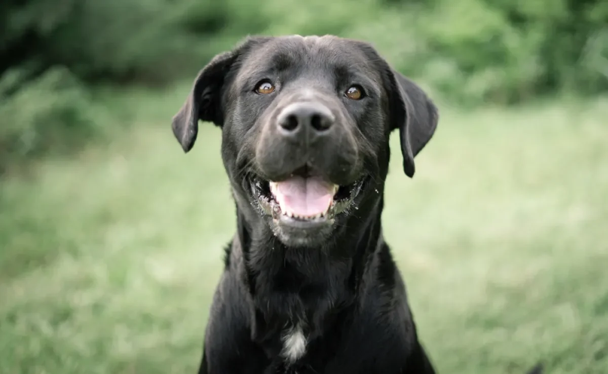 O significado de sonhar com cachorro pode ser bem variado